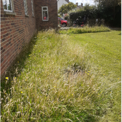Stonehouse unmowed lawns